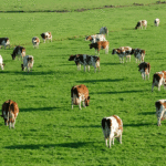 La Zăvoi,  Pământ puţin, cerere mare