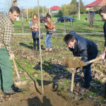 Teiuşul, mai frumos cu 200 de arbuşti