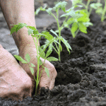 Rentierii agricoli trebuie să se grăbească