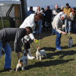 Caransebeşul va avea Cupă Canină