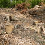 Se mai fură în pădure, dar nu chiar ca-n codru