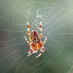 Păianjenul