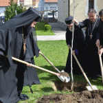 Caransebeșul are un nuc… Episcopal!