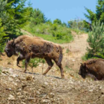 Încă 10 zimbri în Rezervația de la Armeniș