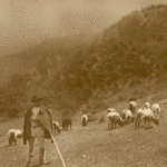 Evoluţia agriculturii şi creşterii animalelor la Caransebeş (1919-1941)
