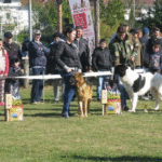 Frumuseți cu colți, la Caransebeș