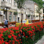 Un „buchet” de 26.000 de flori pentru Caransebeş