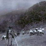 Agricultura, pomicultura şi creşterea animalelor, la Caransebeş, în perioada 1941-1948