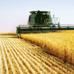 Recoltarea cerealelor păioase şi igienizarea terenurilor arabile